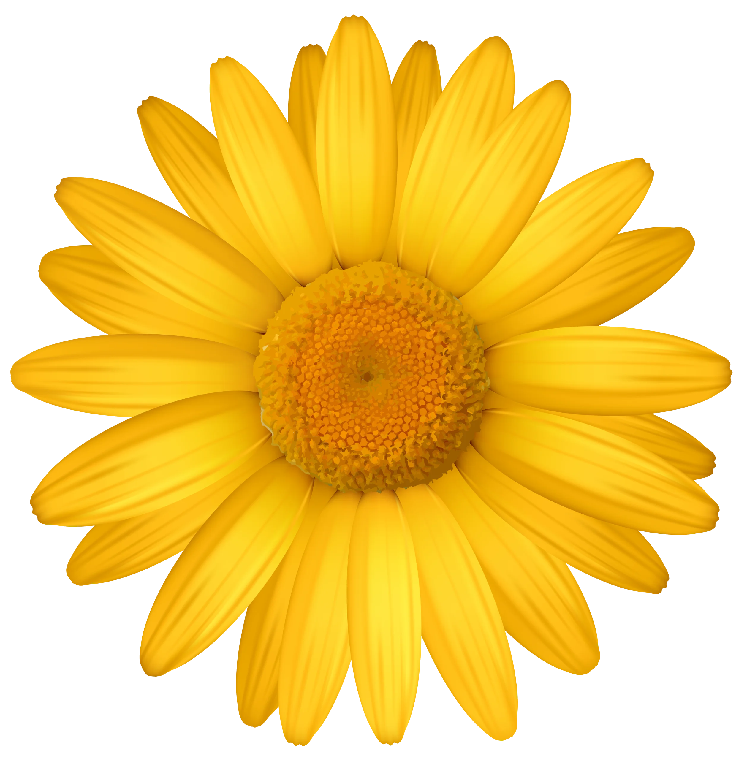 Radiant Yellow Sunflower Daisy Clipart with Soft Petal Texture and Golden Center
