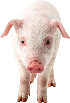 Adorable Baby Piglet Clipart: Soft Pink and White Innocent Farm Animal
