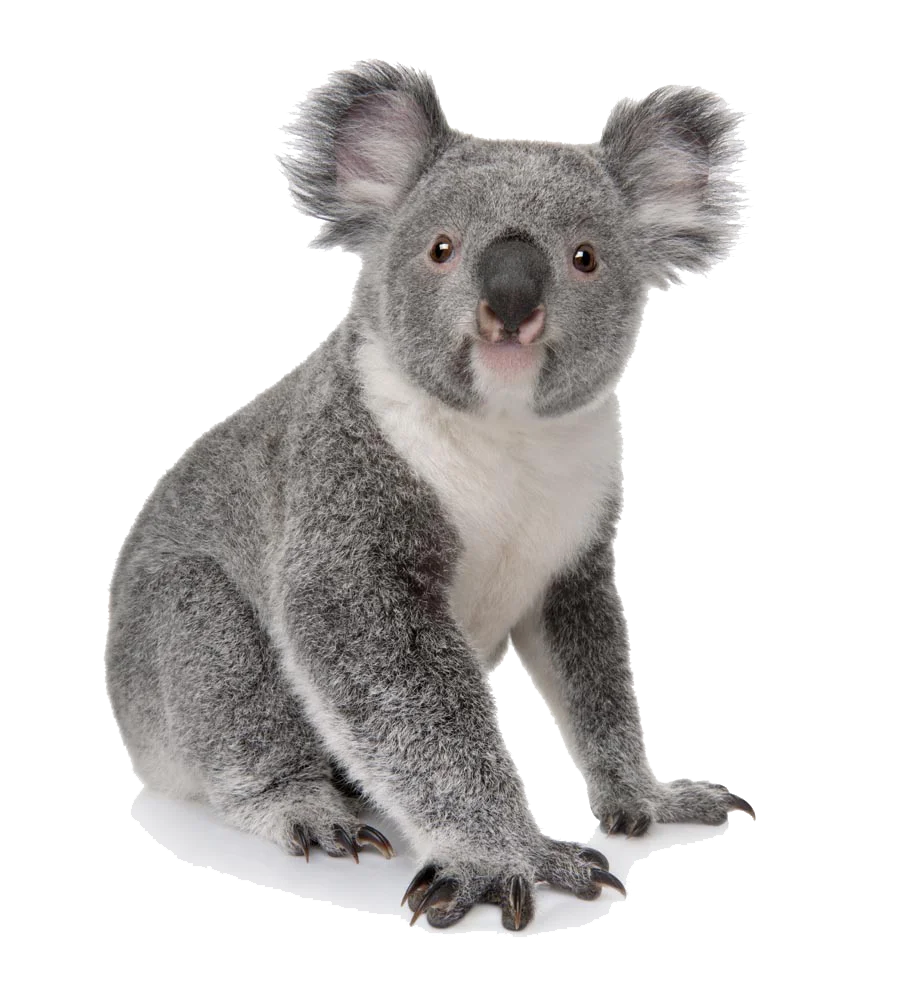 Adorable Gray Koala Clipart: Charming Wildlife Illustration for Nature Lovers