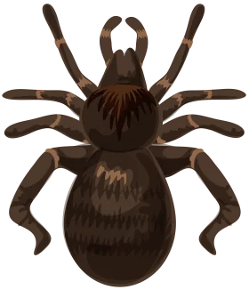Detailed Brown Spider Clipart Illustration with Textured Arachnid Design