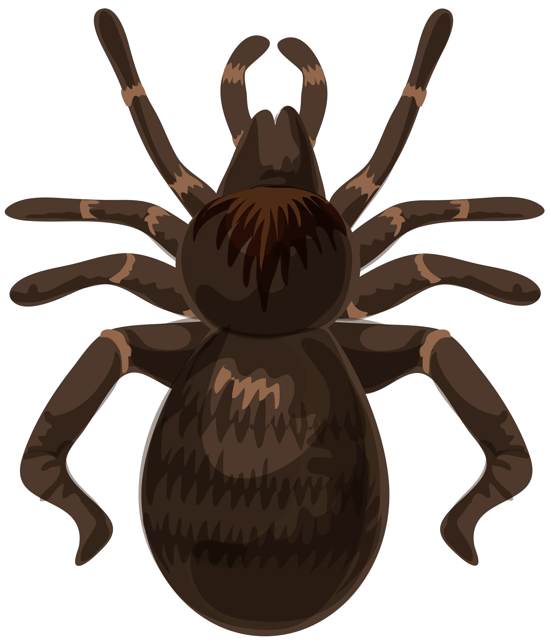 Detailed Brown Spider Clipart Illustration with Textured Arachnid Design