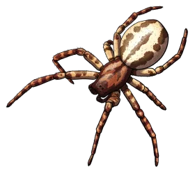 Detailed Realistic Garden Spider Clipart Illustration with Intricate Leg Patterns
