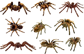 Diverse Tarantula Spider Clipart Collection - Realistic Arachnid Illustrations