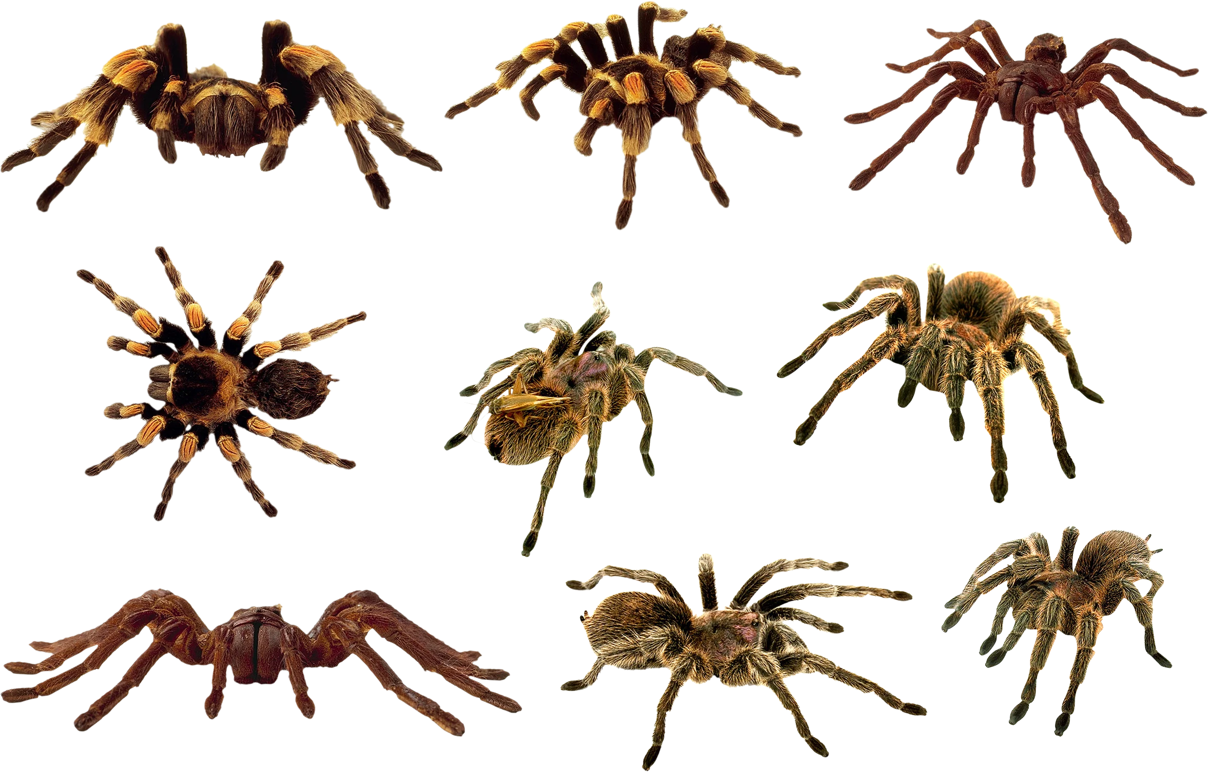 Diverse Tarantula Spider Clipart Collection - Realistic Arachnid Illustrations