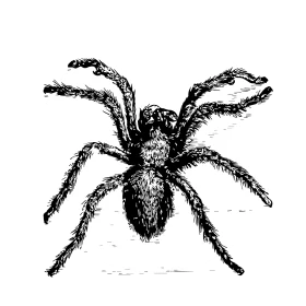 Intricate Black and White Spider Clipart with Detailed Textured Legs and Body