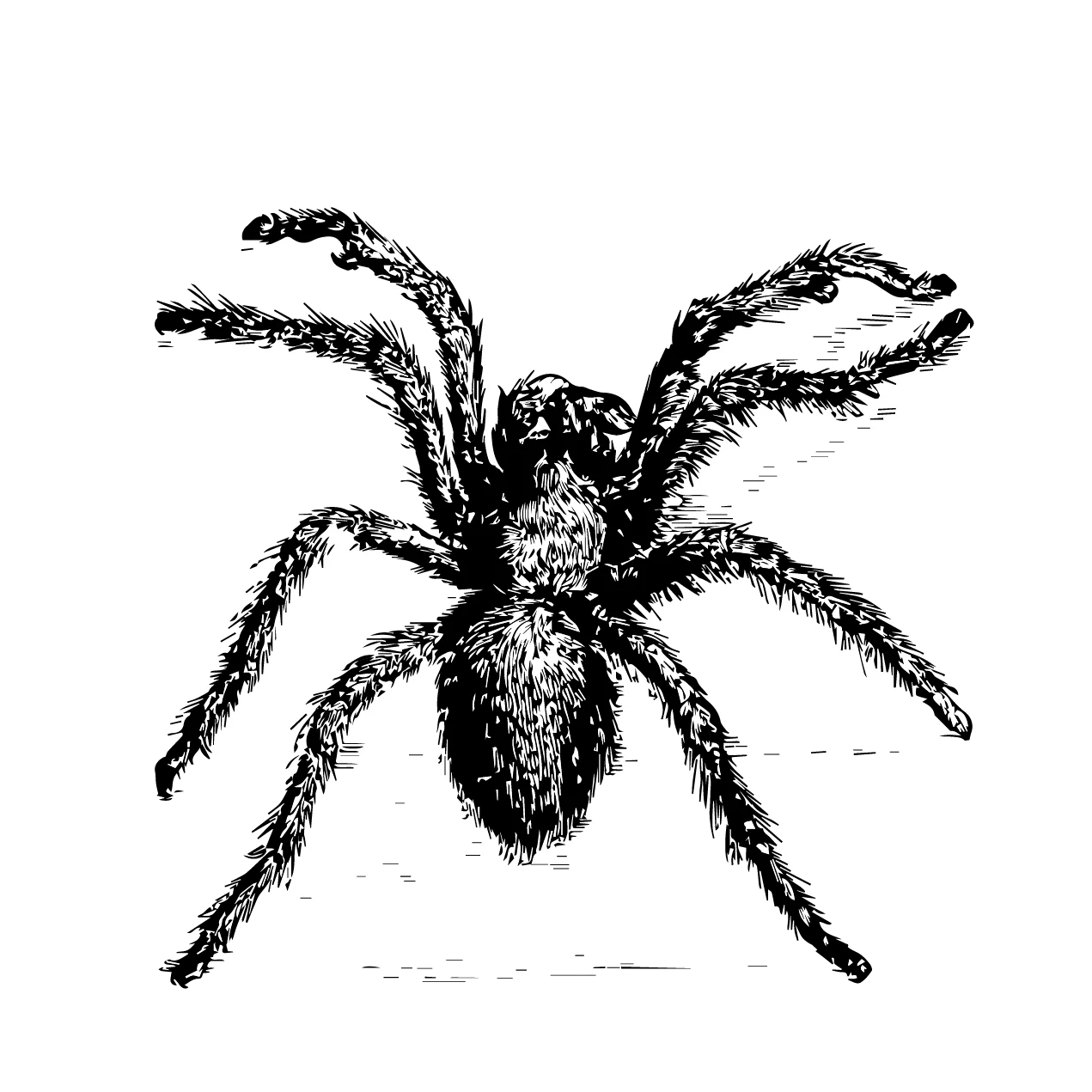 Intricate Black and White Spider Clipart with Detailed Textured Legs and Body