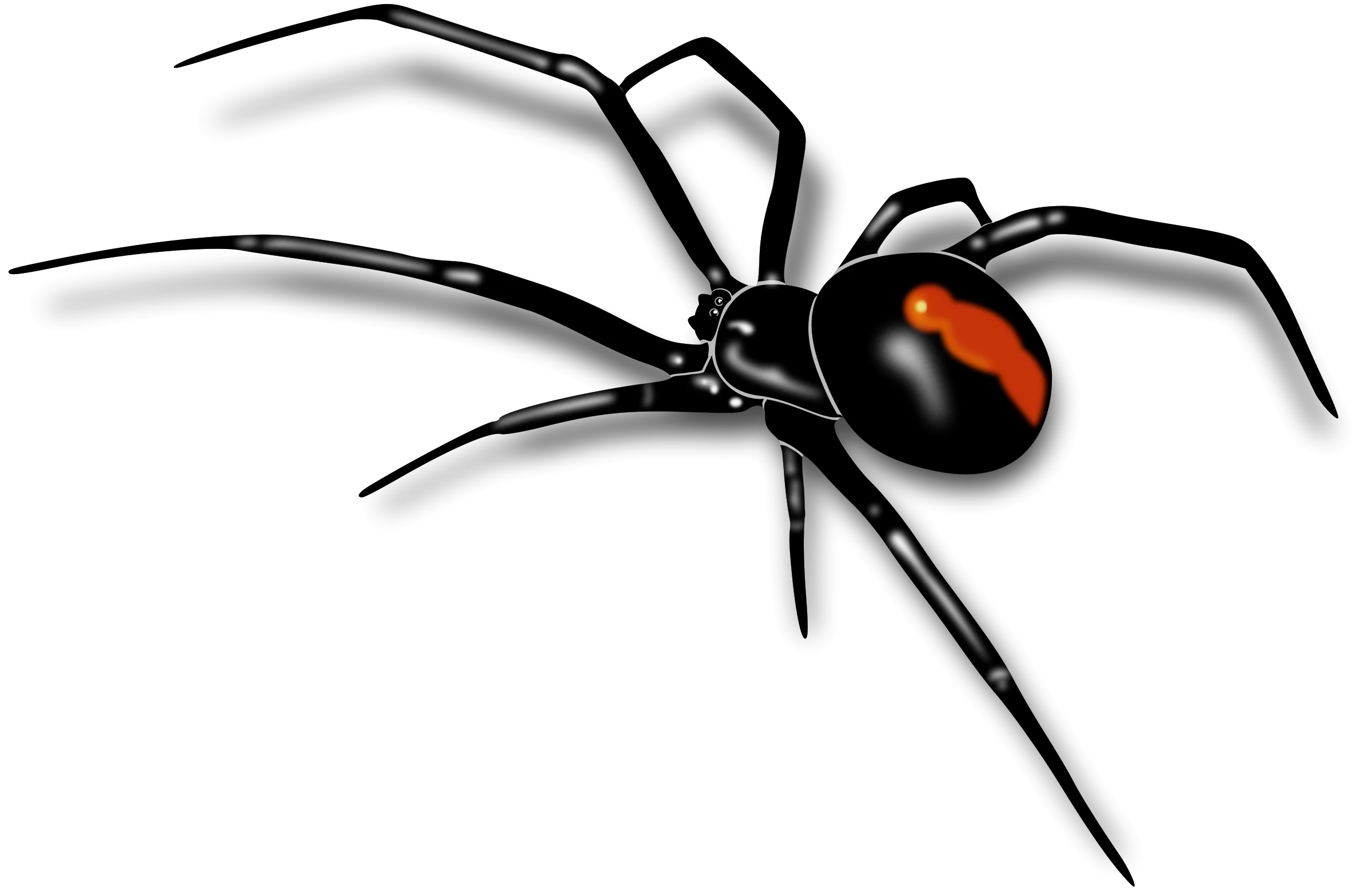 Sinister Black Widow Spider Clipart Illustration with Red Marking