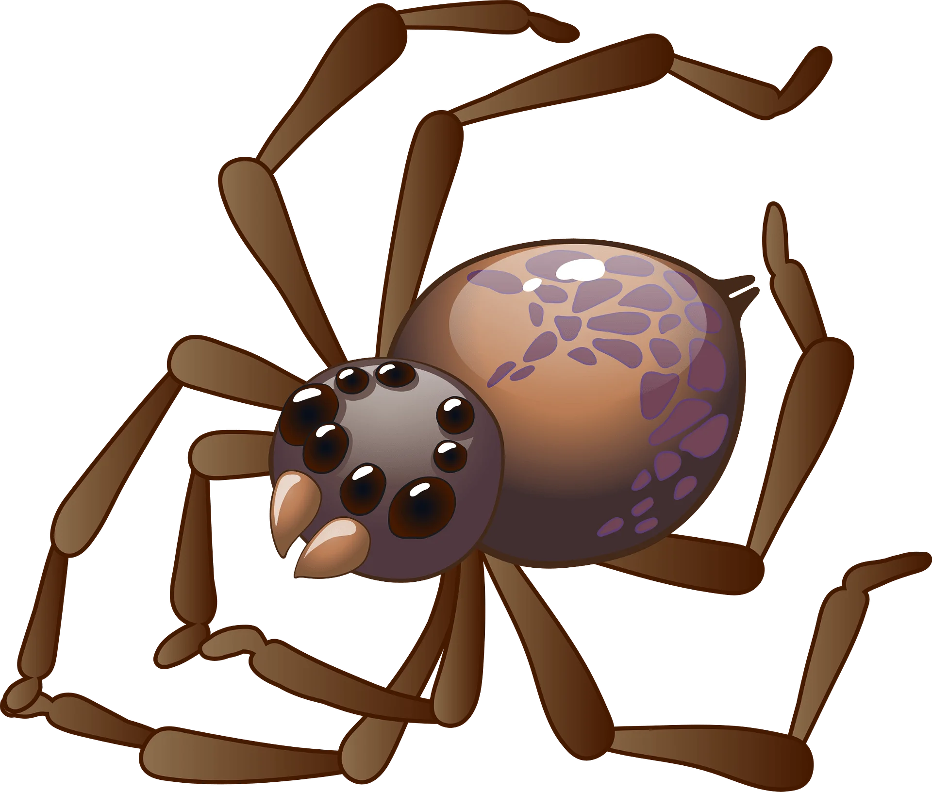 Stylized Brown Spider Clipart with Detailed Exoskeleton and Soft Colored Abdomen