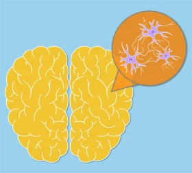 Anatomical Brain Illustration Clipart Showcasing Neurological Connectivity and Cognitive Structure
