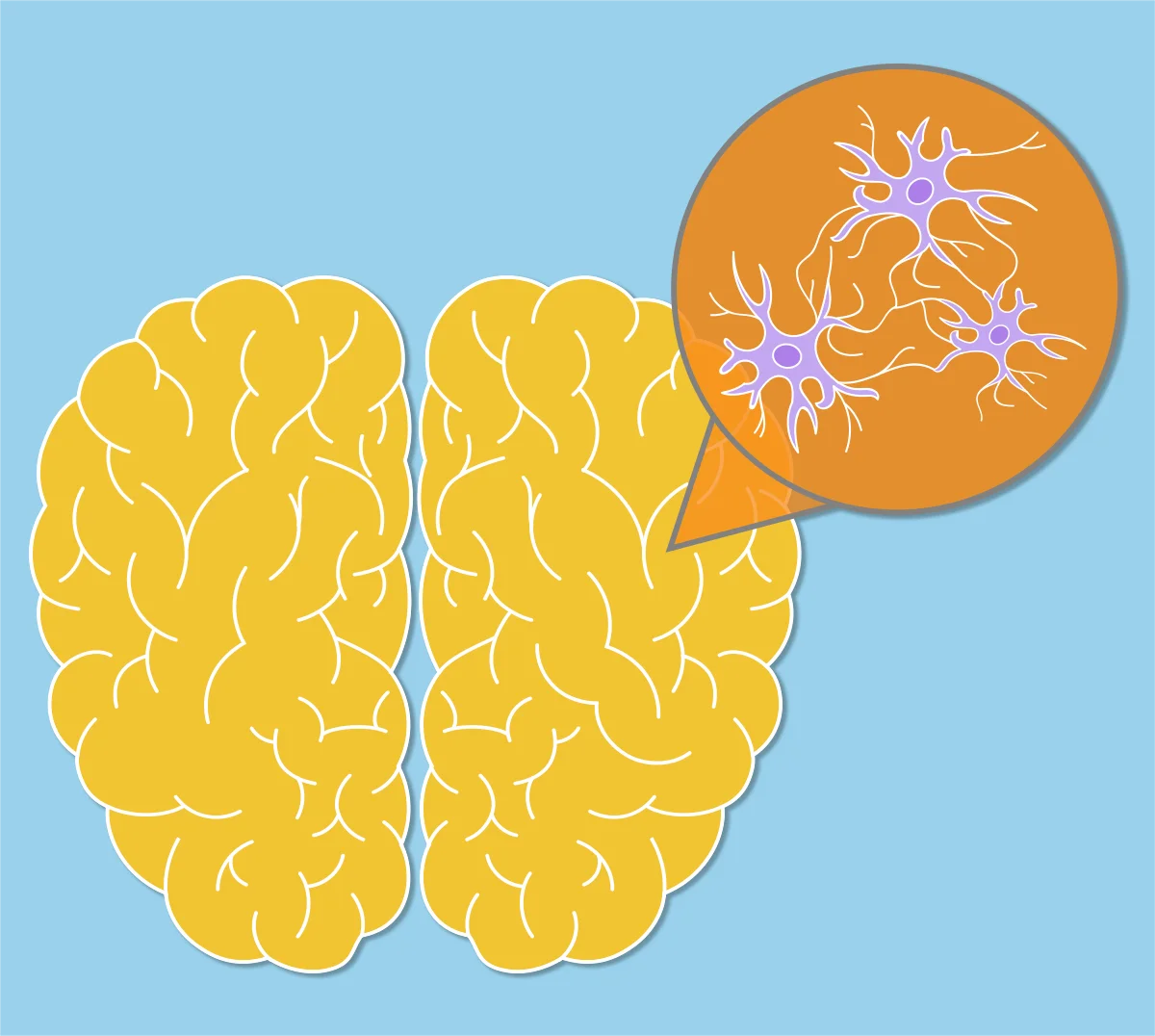 Anatomical Brain Illustration Clipart Showcasing Neurological Connectivity and Cognitive Structure