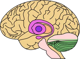 Anatomical Brain Structure Clipart Showcasing Neurological Regions and Connections