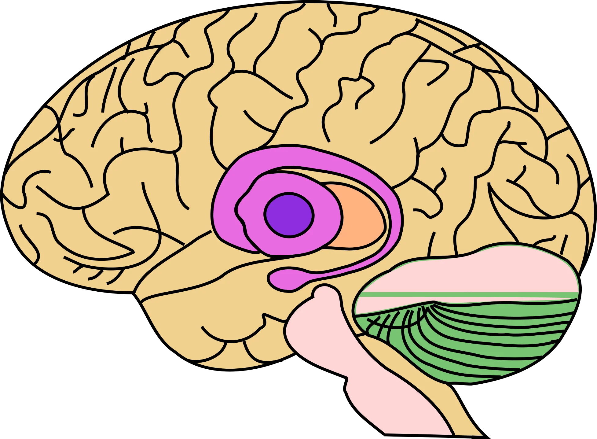 Anatomical Brain Structure Clipart Showcasing Neurological Regions and Connections