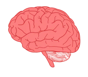 Anatomical Human Brain Clipart Illustration in Soft Coral Red Tone