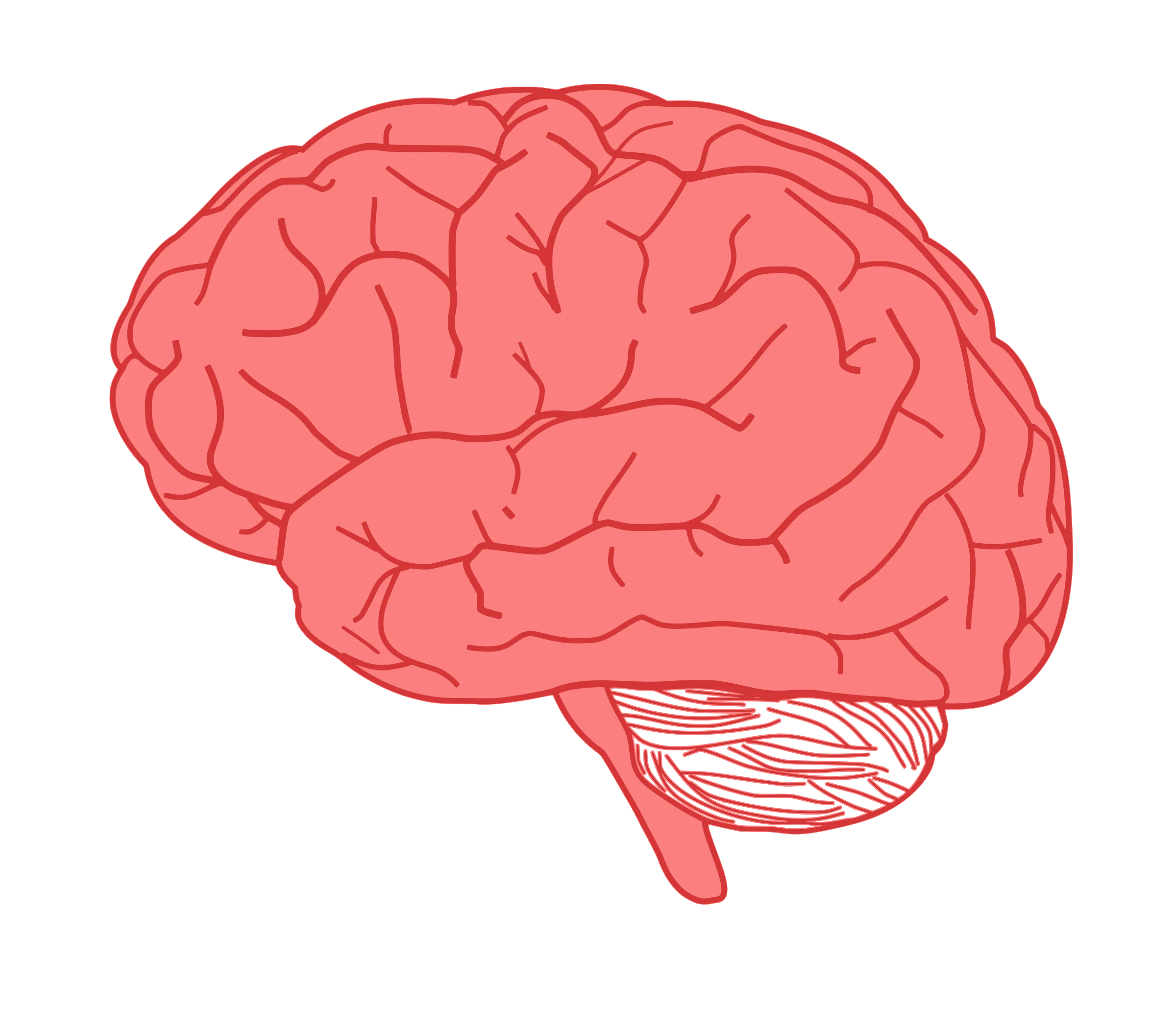 Anatomical Human Brain Clipart Illustration in Soft Coral Red Tone