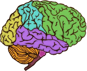 Colorful Brain Anatomy Clipart Illustration Showcasing Neural Regions