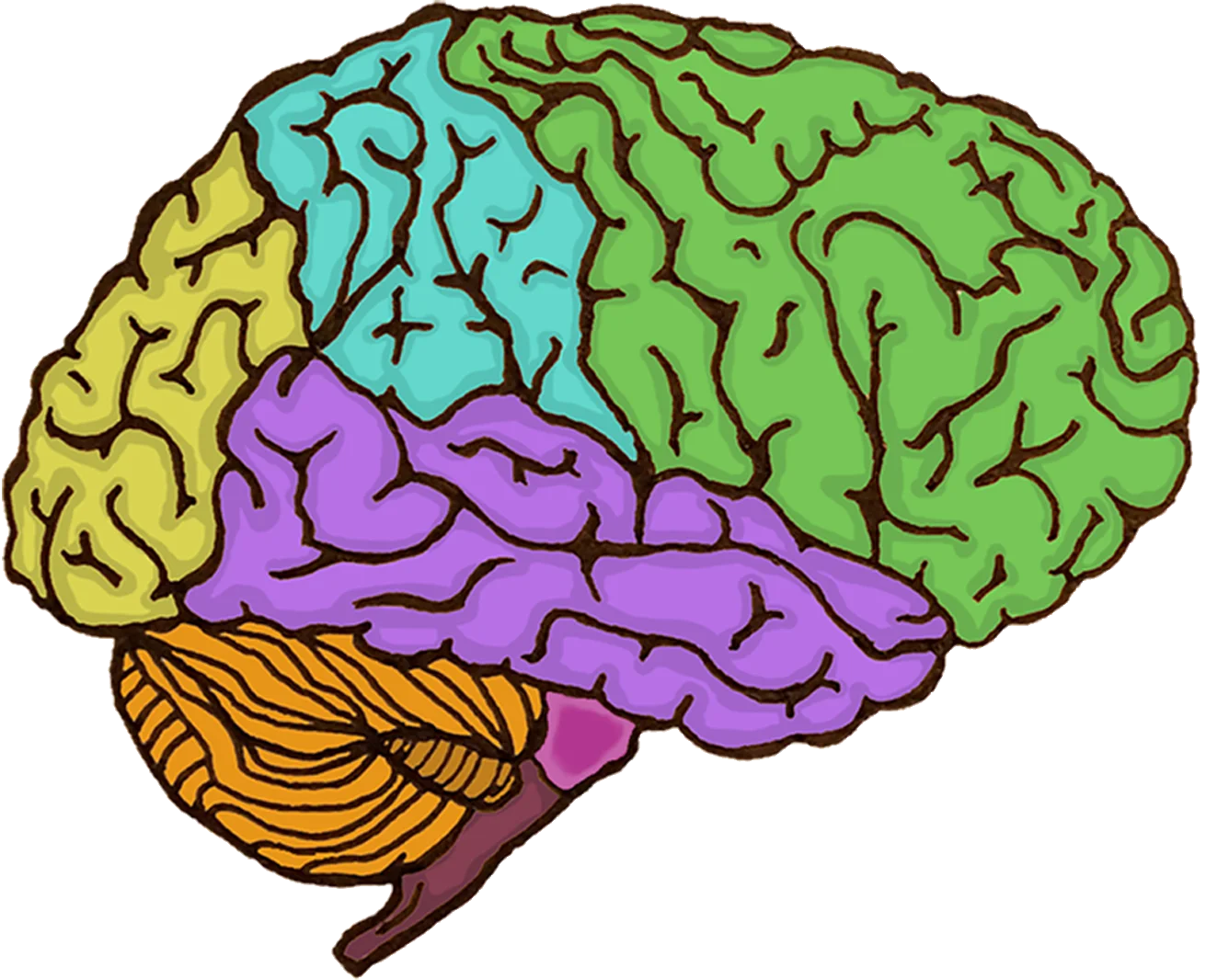 Colorful Brain Anatomy Clipart Illustration Showcasing Neural Regions