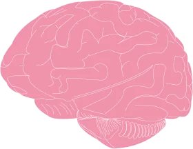 Minimalist Pink Brain Anatomy Clipart Illustration with Soft Contours