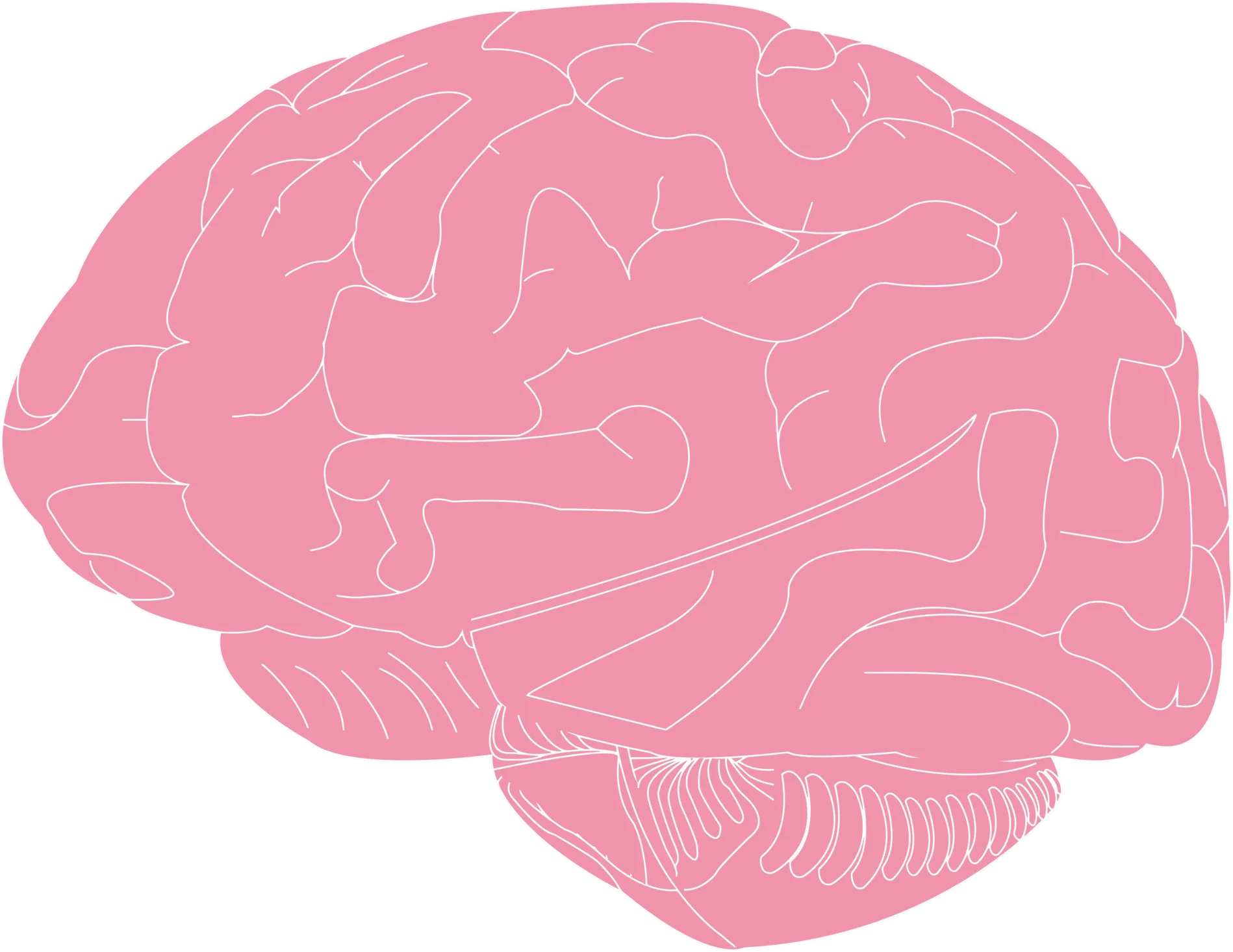 Minimalist Pink Brain Anatomy Clipart Illustration with Soft Contours