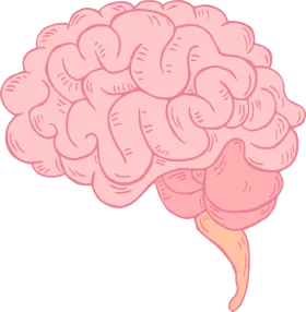 Soft Pink Anatomical Brain Clipart Illustration with Gentle Curves and Organic Shapes