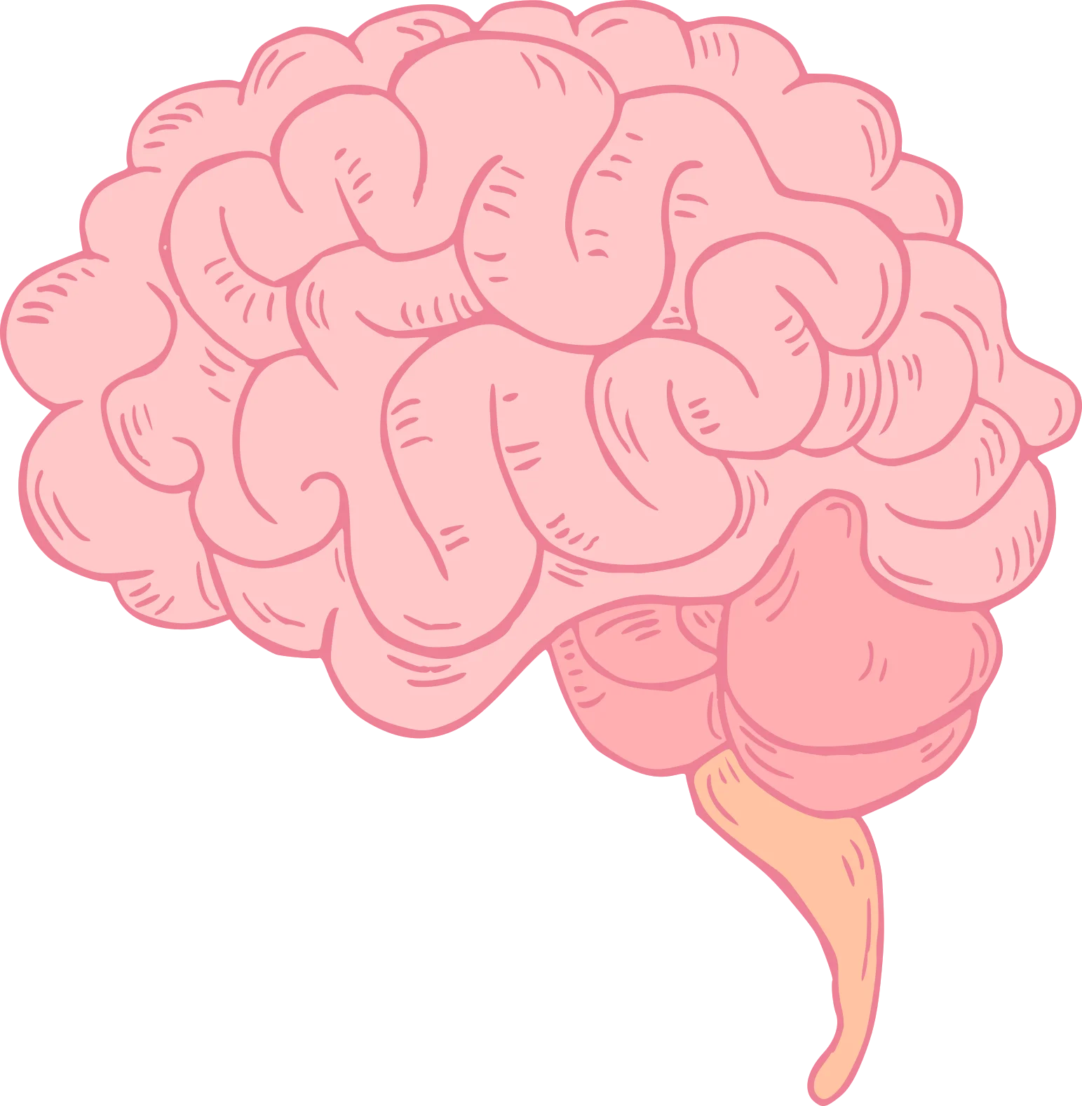 Soft Pink Anatomical Brain Clipart Illustration with Gentle Curves and Organic Shapes
