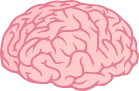 Soft Pink Human Brain Anatomical Illustration Clipart Design Element