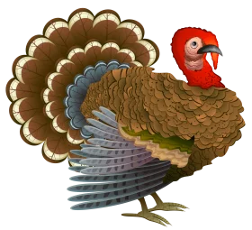Festive Traditional Thanksgiving Turkey Clipart with Detailed Feather Design