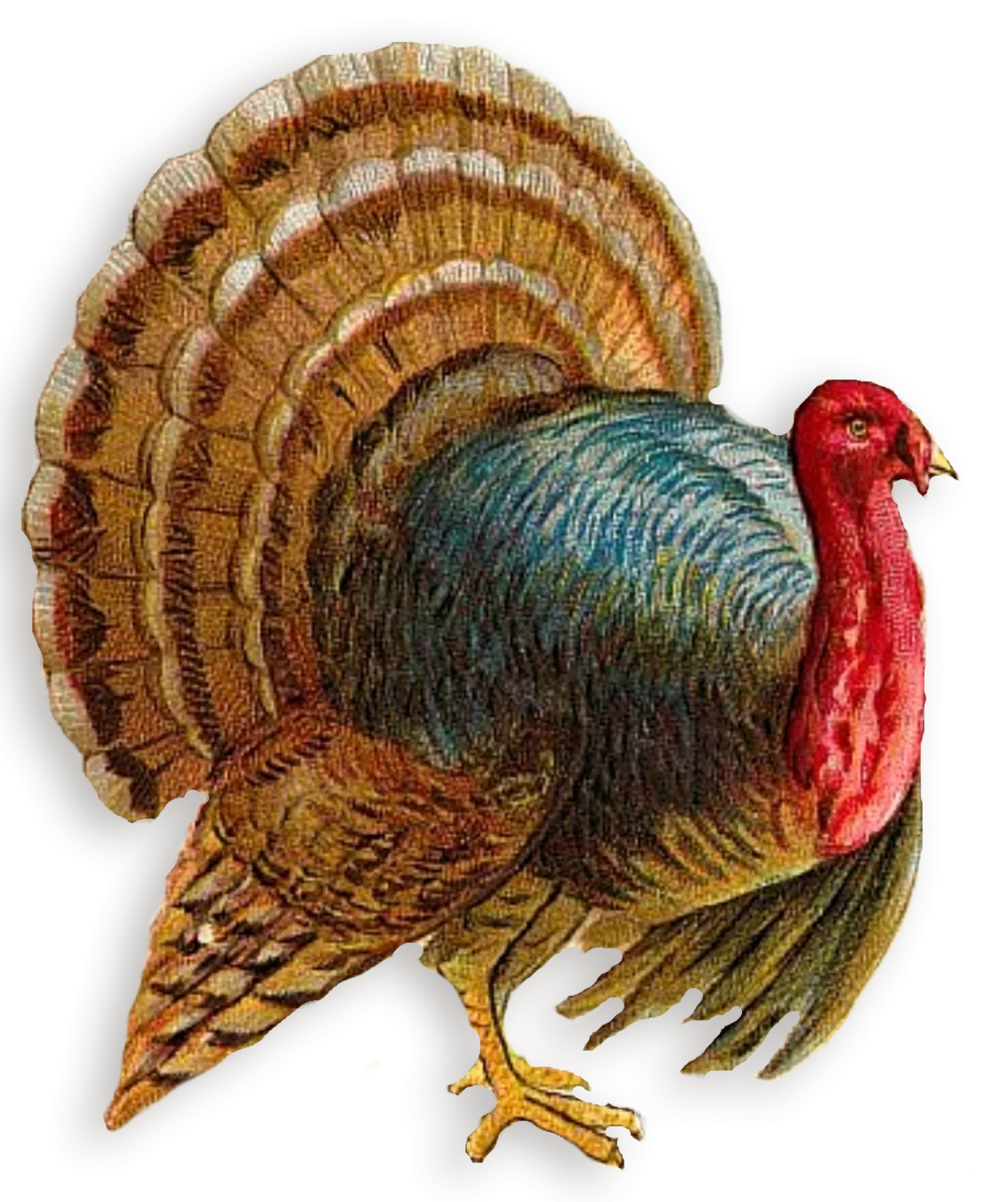 Vintage Thanksgiving Turkey Clipart with Ornate Feathered Plumage and Crimson Head