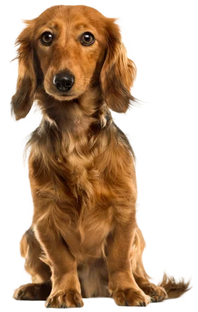 Adorable Long-Haired Golden Dachshund Clipart on Clean White Background