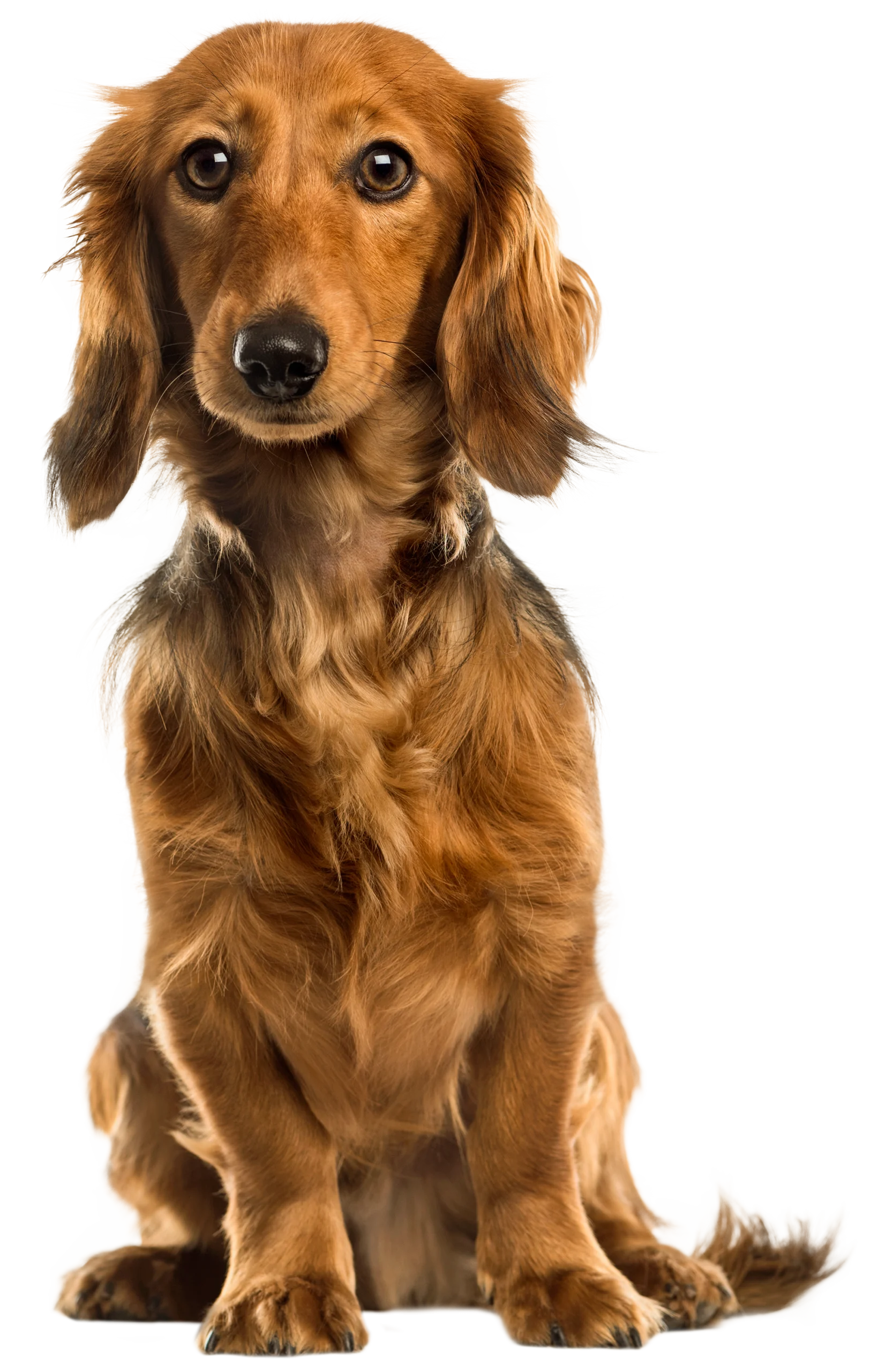 Adorable Long-Haired Golden Dachshund Clipart on Clean White Background