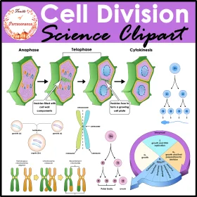 Cell Division Science Clipart: Comprehensive Visual Guide to Mitosis Stages