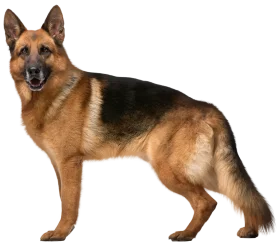 Majestic German Shepherd Dog Clipart Standing Proud and Alert