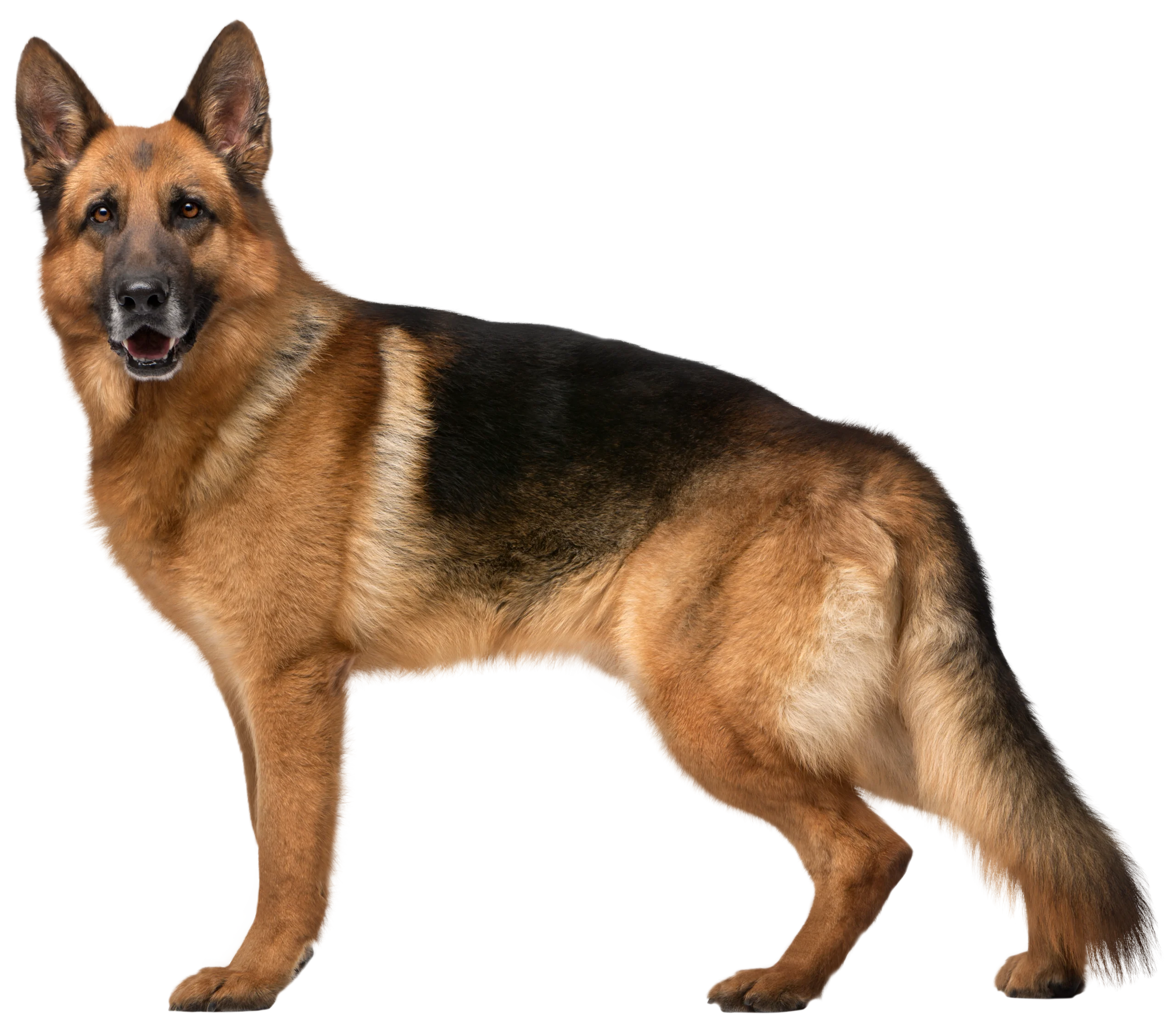 Majestic German Shepherd Dog Clipart Standing Proud and Alert