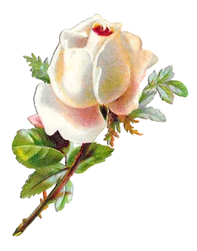 Delicate Antique White Rose Botanical Clipart with Soft Pastel Hues