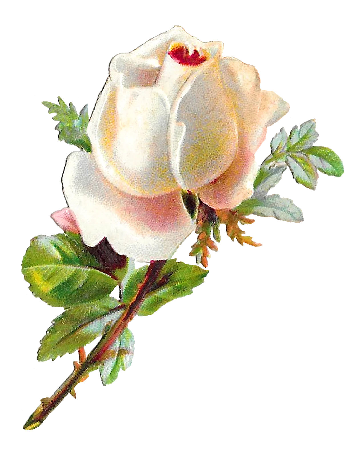 Delicate Antique White Rose Botanical Clipart with Soft Pastel Hues