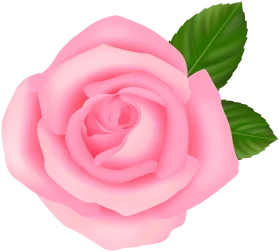 Delicate Soft Pink Rose Clipart: A Blooming Digital Floral Illustration