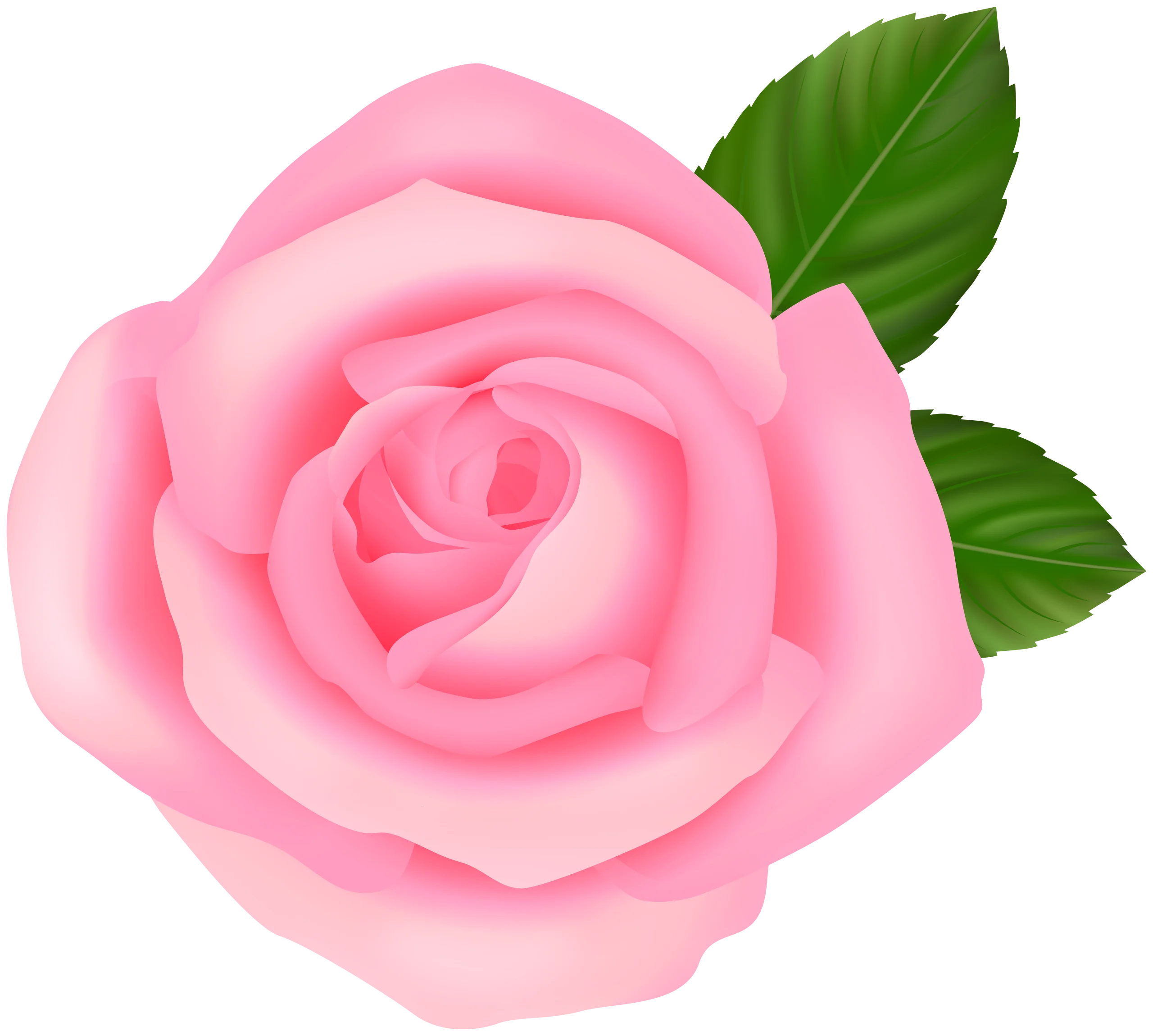 Delicate Soft Pink Rose Clipart: A Blooming Digital Floral Illustration
