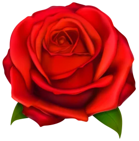Elegant Crimson Rose Clipart: A Detailed Digital Floral Illustration of Romantic Beauty