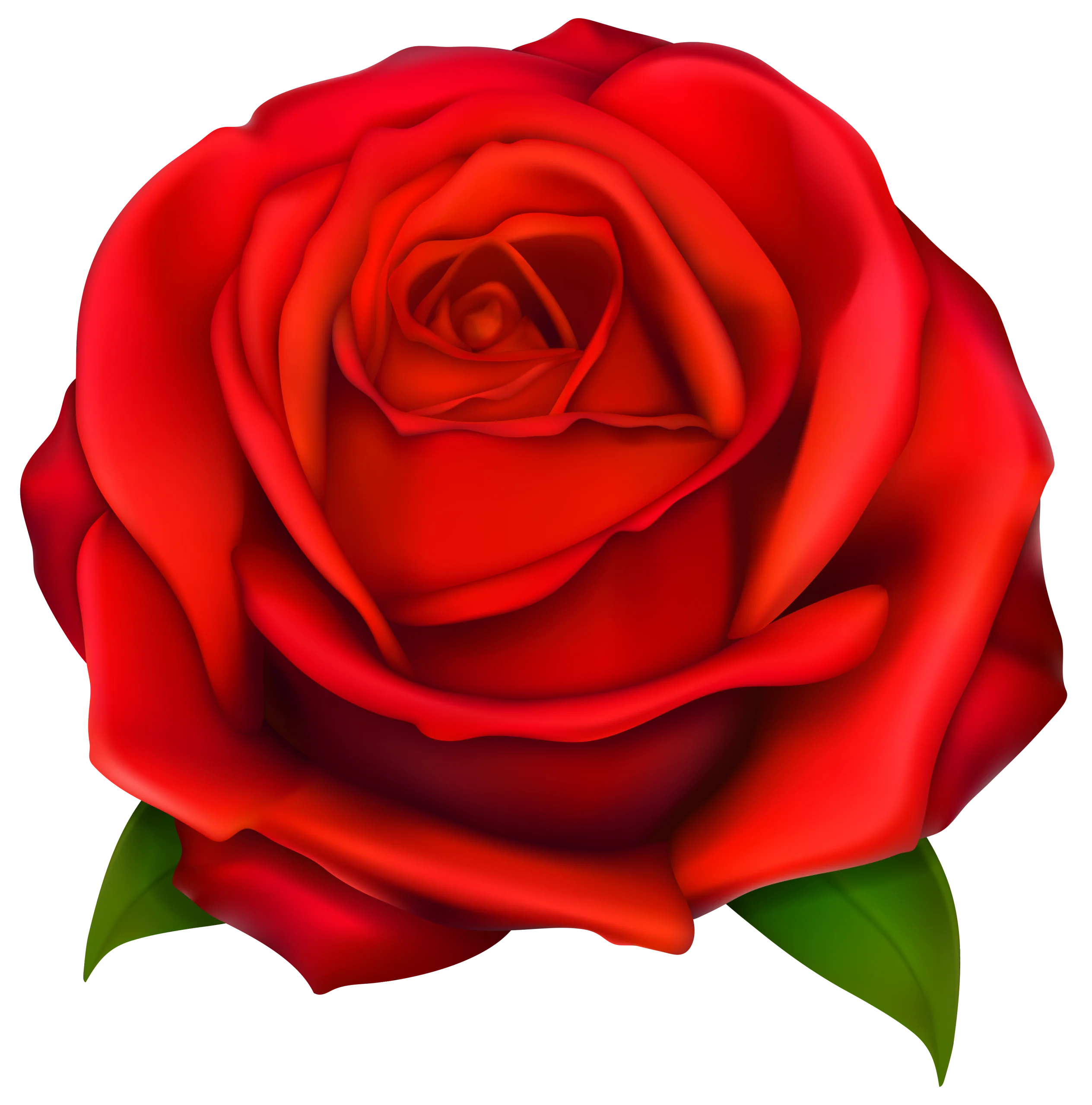 Elegant Crimson Rose Clipart: A Detailed Digital Floral Illustration of Romantic Beauty