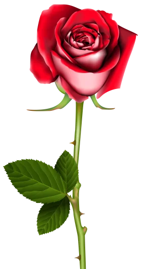 Elegant Crimson Rose Clipart: A Photorealistic Botanical Illustration of Romantic Splendor
