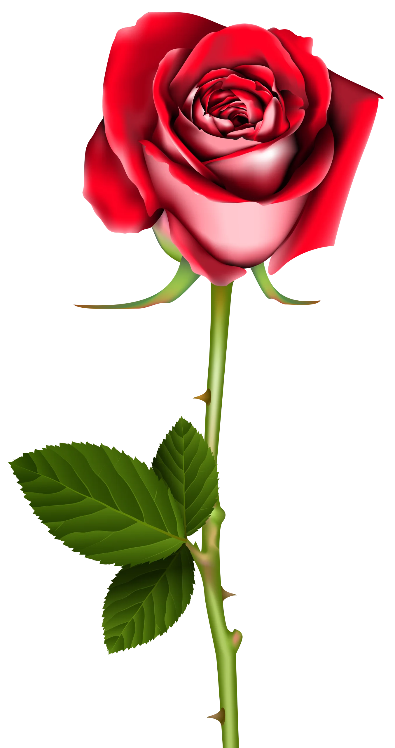 Elegant Crimson Rose Clipart: A Photorealistic Botanical Illustration of Romantic Splendor