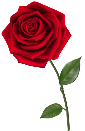 Elegant Deep Crimson Rose Clipart with Lush Green Stem and Leaves