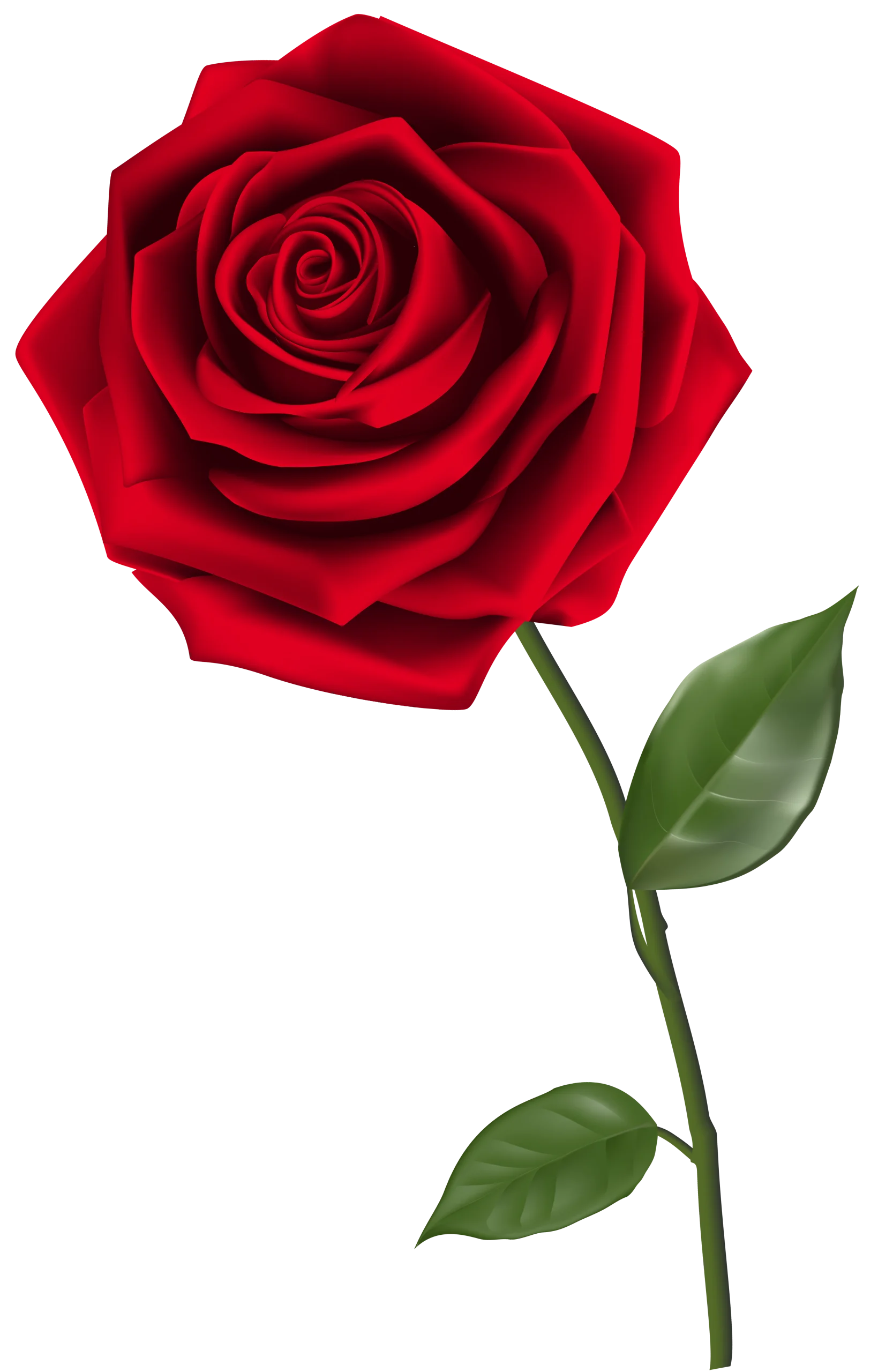 Elegant Deep Crimson Rose Clipart with Lush Green Stem and Leaves