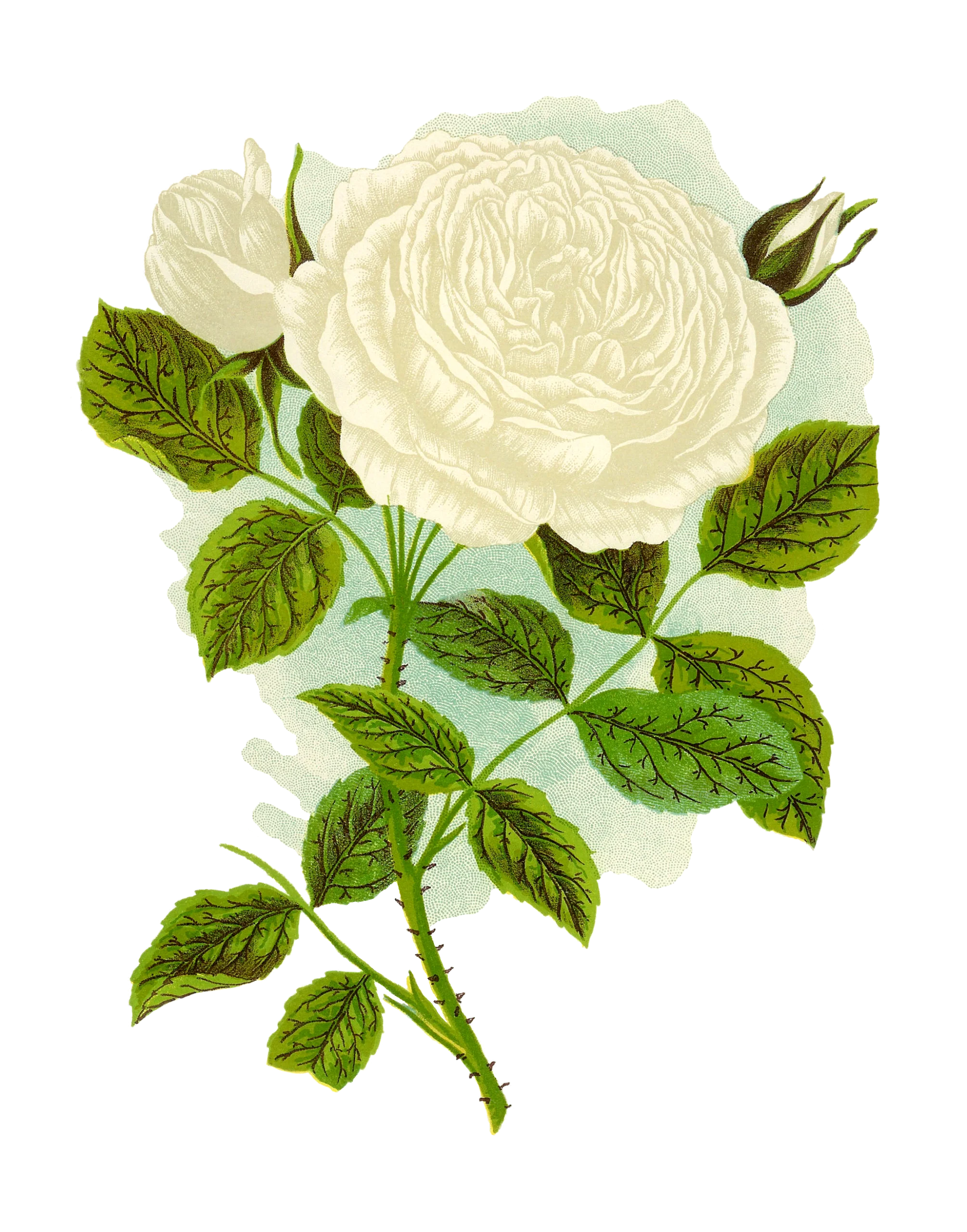 Elegant White Rose Botanical Illustration Vintage Floral Clipart Design