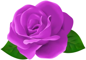 Elegantly Crafted Magenta Rose Clipart with Verdant Leaves on White Background