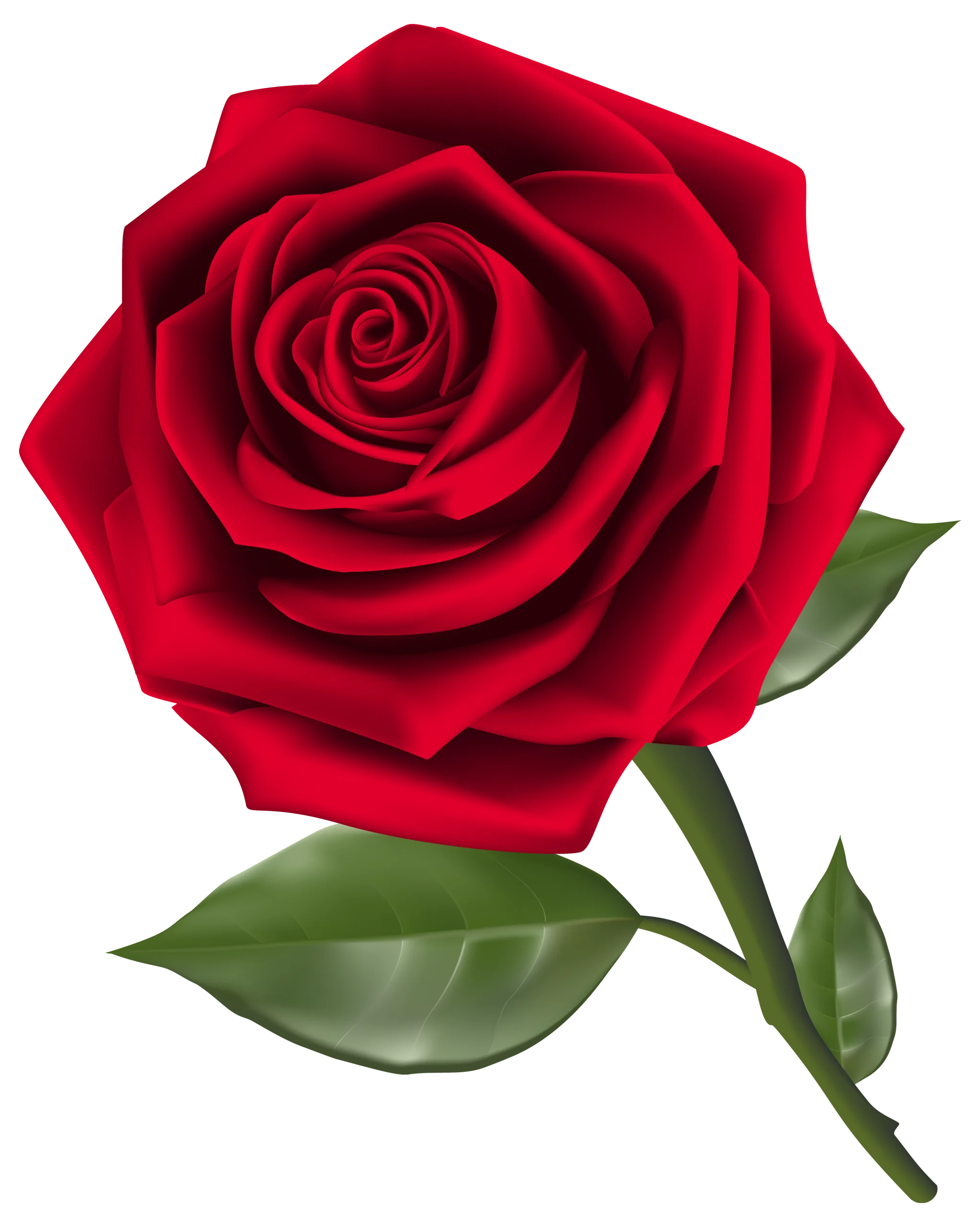 Exquisite Crimson Rose Clipart - Delicate Petals in High-Resolution Detail