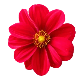 Radiant Red Dahlia Flower Clipart: A Stunning Botanical Illustration