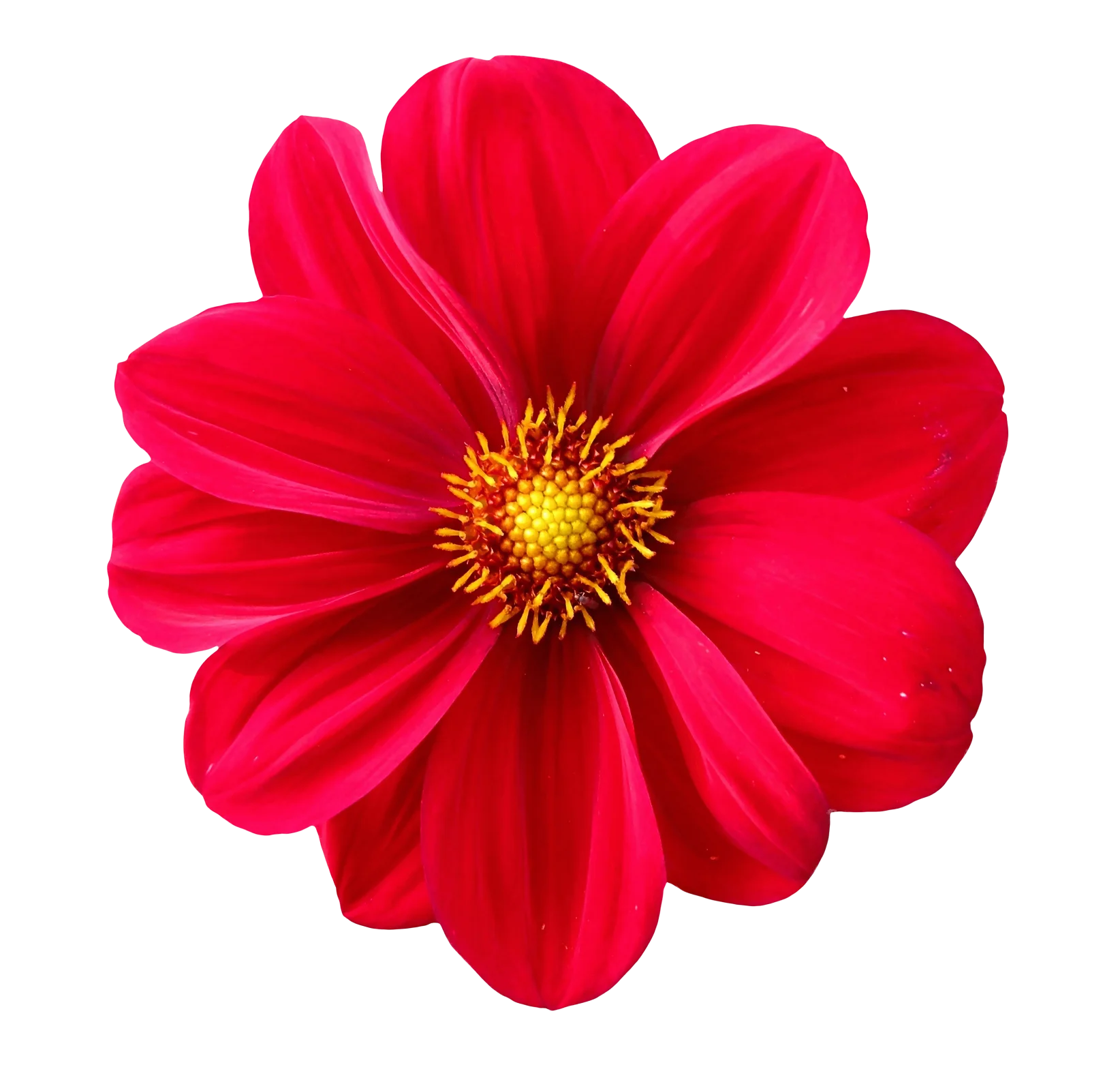 Radiant Red Dahlia Flower Clipart: A Stunning Botanical Illustration