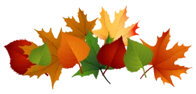Autumn Maple Leaves Clipart: A Colorful Seasonal Arrangement of Falling Foliage