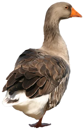 Detailed Greylag Goose Clipart: Elegant Waterfowl Illustration with Feathered Texture