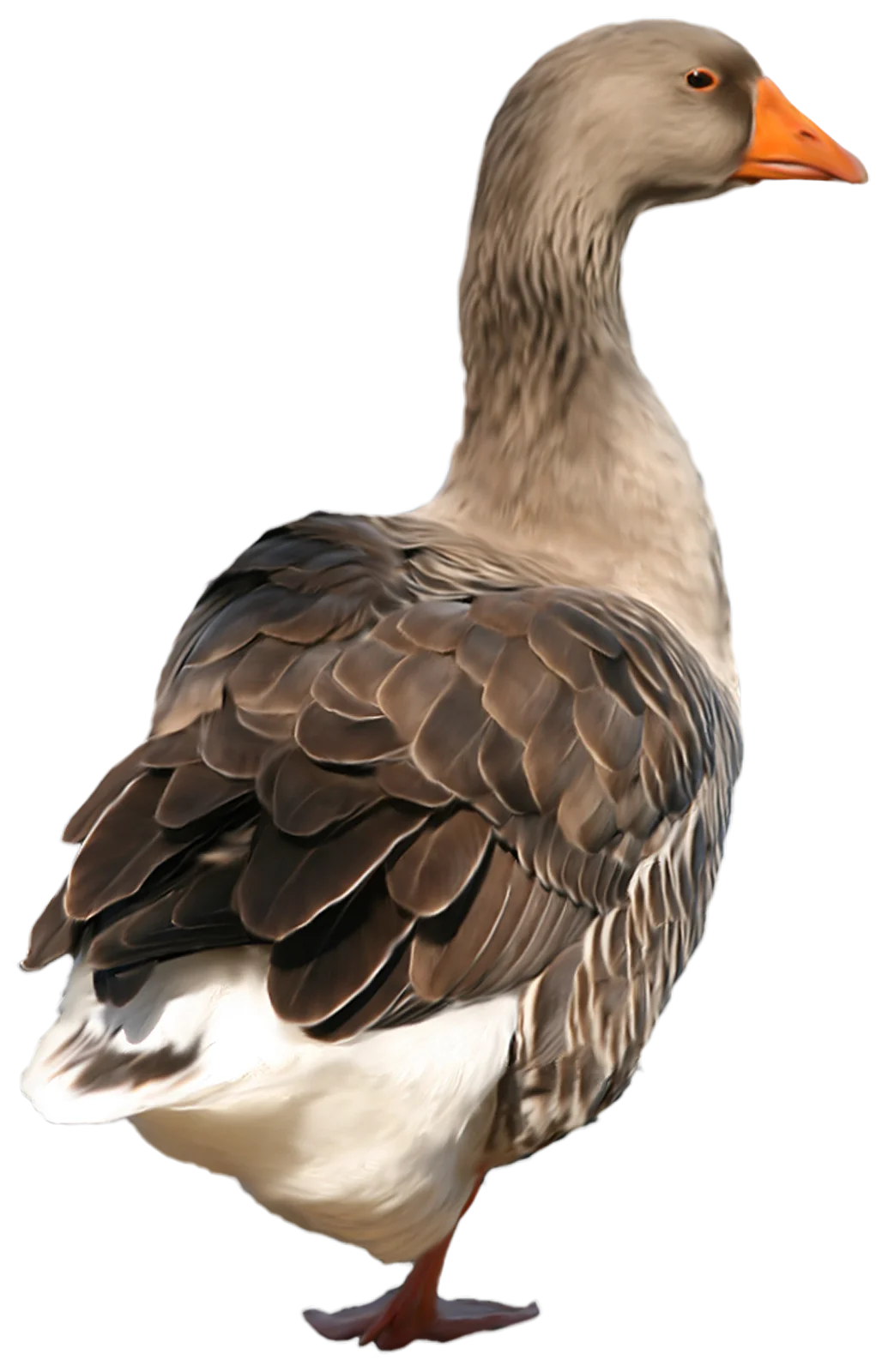 Detailed Greylag Goose Clipart: Elegant Waterfowl Illustration with Feathered Texture